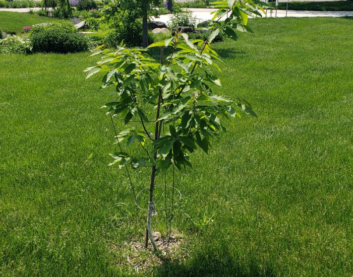 American Chestnut Tree at George's Riverside Park in Wisconsin Rapids, WI